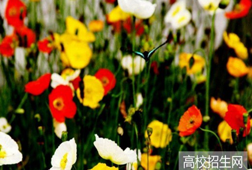 宜賓職業(yè)技術(shù)學(xué)院